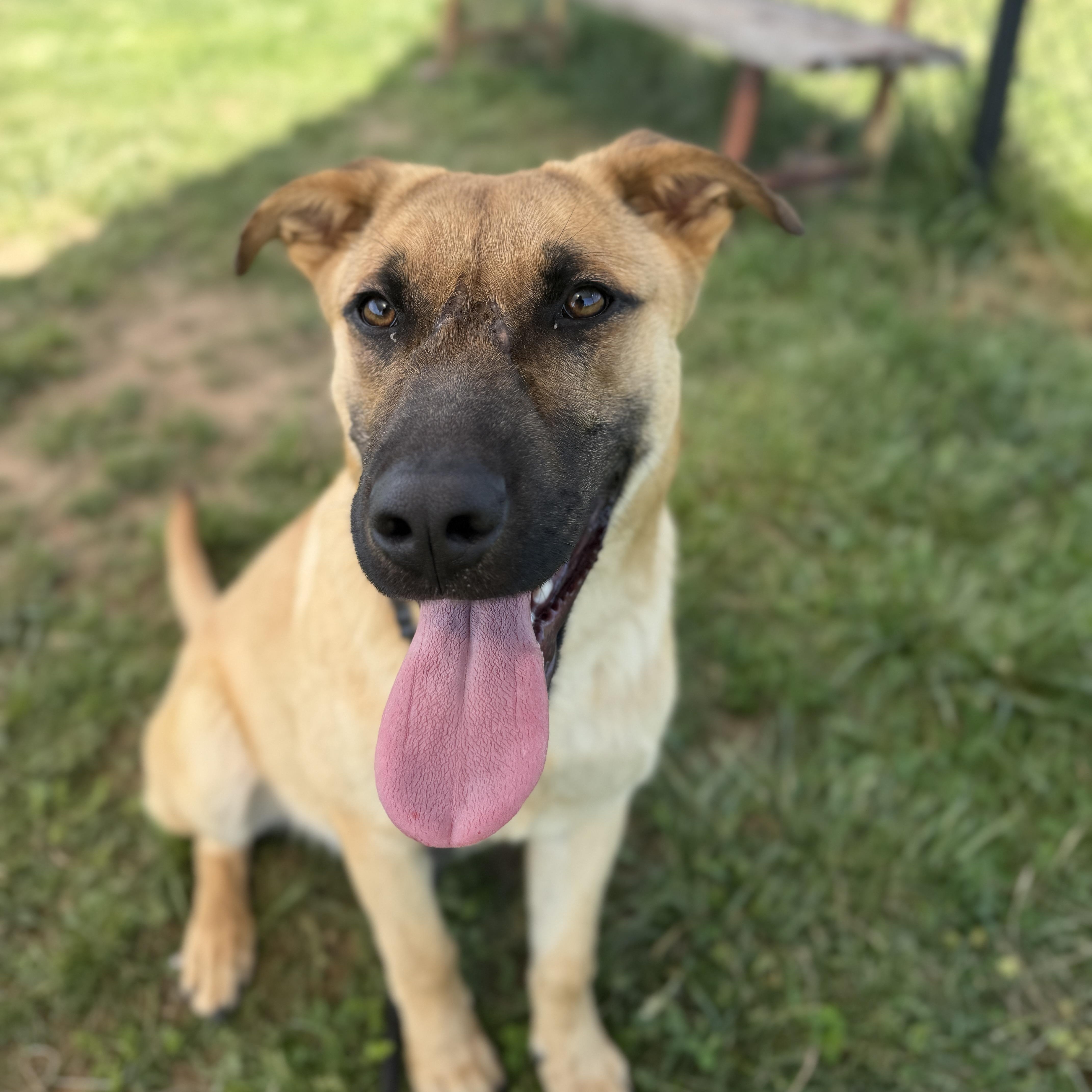 Enlarge Kingston, a ADOPTABLE mixed breed in Lebanon, TN image 4/6