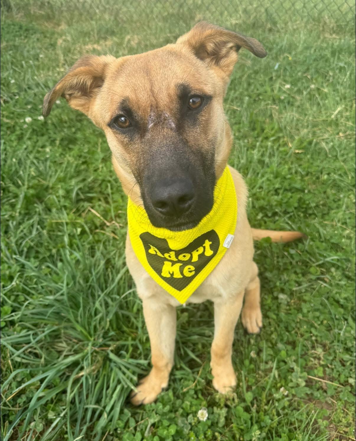 Enlarge Kingston, a ADOPTABLE mixed breed in Lebanon, TN image 2/6