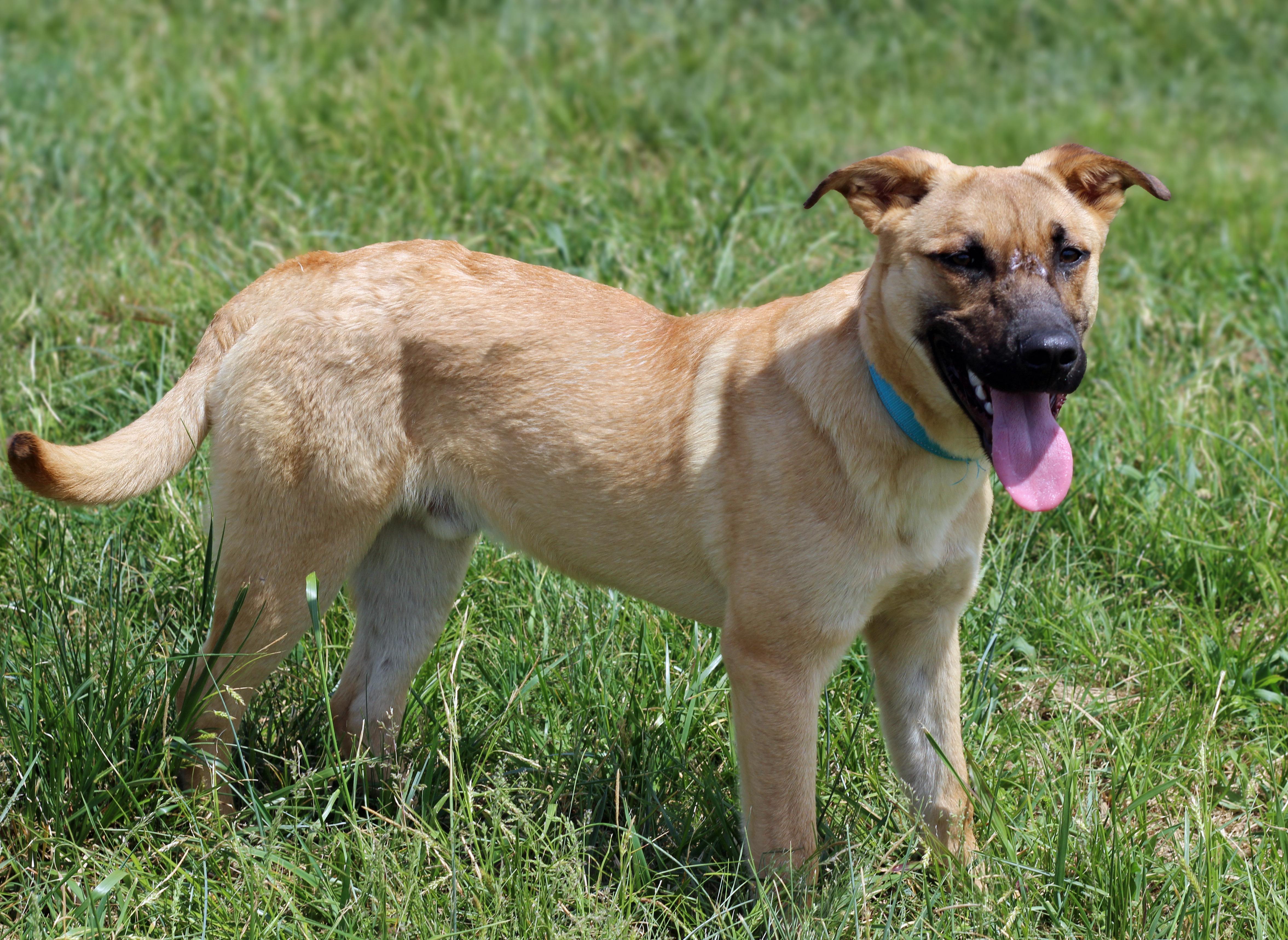 Enlarge Kingston, a ADOPTABLE mixed breed in Lebanon, TN image 3/6