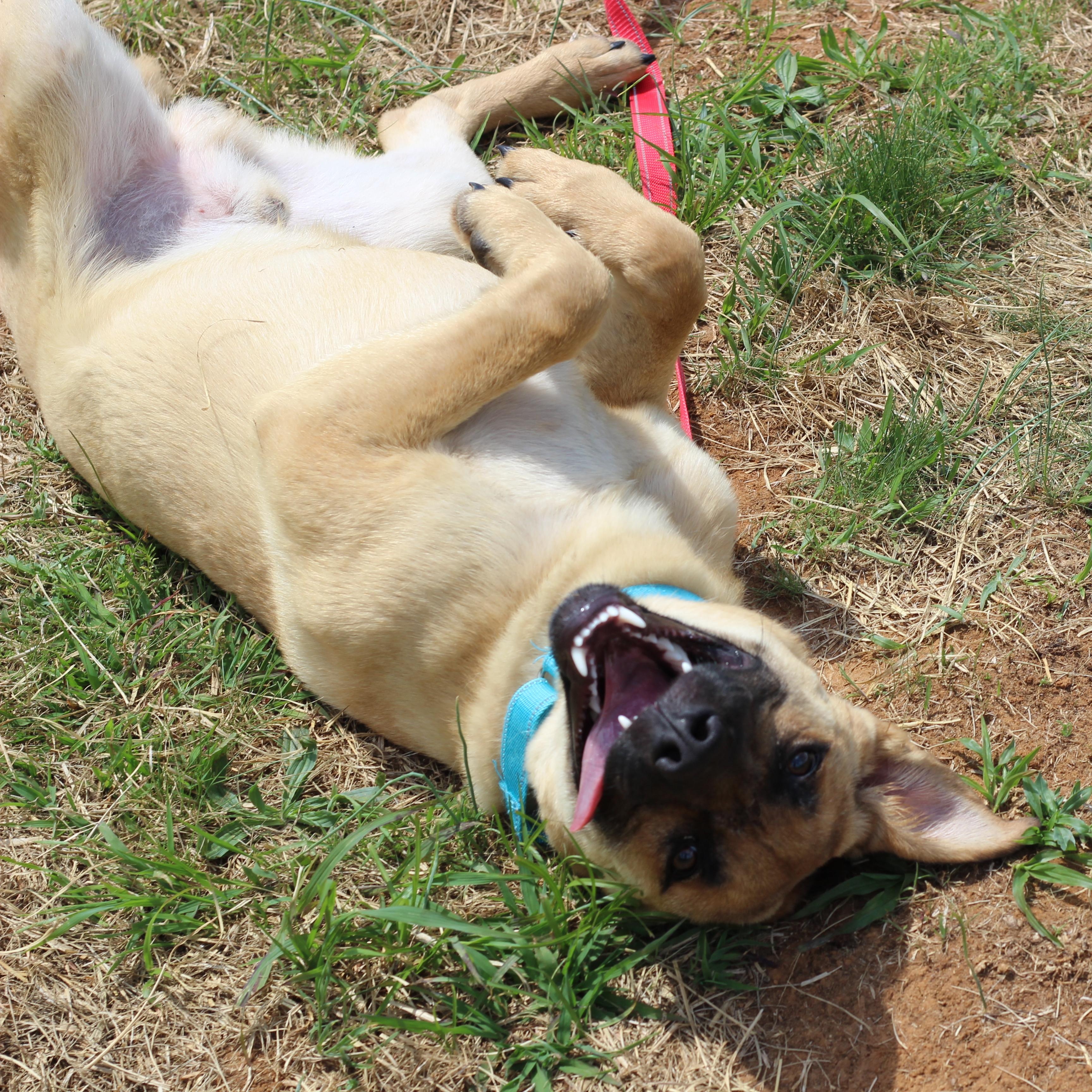 Enlarge Kingston, a ADOPTABLE mixed breed in Lebanon, TN image 5/6