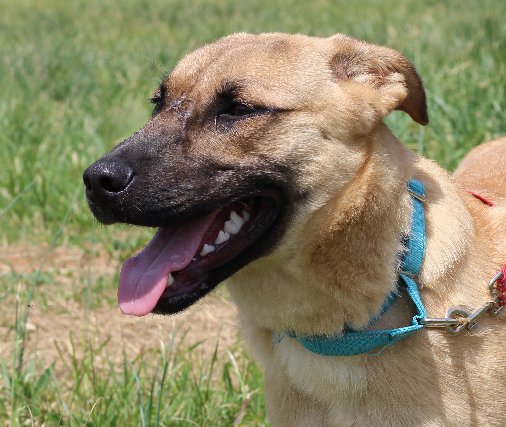 Enlarge Kingston, a ADOPTABLE mixed breed in Lebanon, TN image 1/6