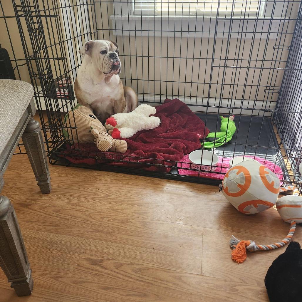 Enlarge Missy, a Adoptable English Bulldog in Huber Heights, OH image 1/6