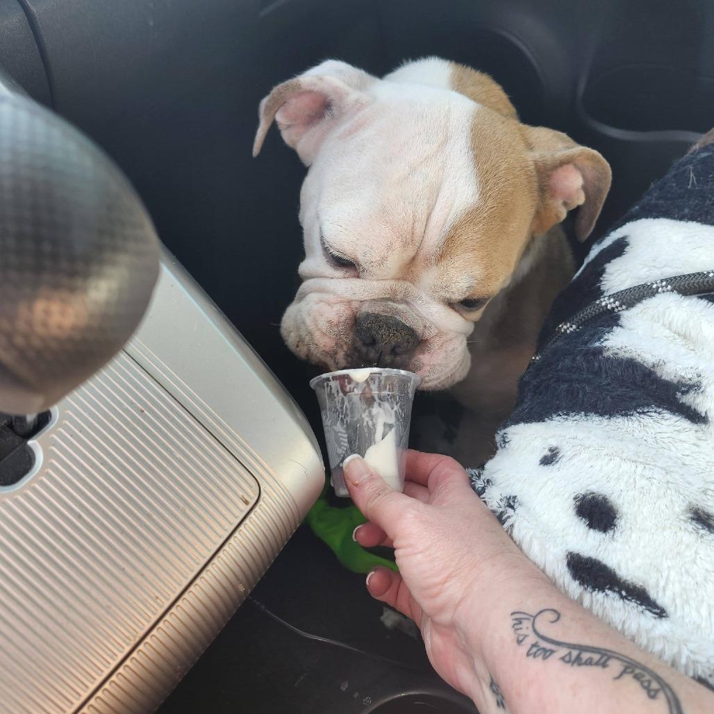 Enlarge Missy, a Adoptable English Bulldog in Huber Heights, OH image 2/6