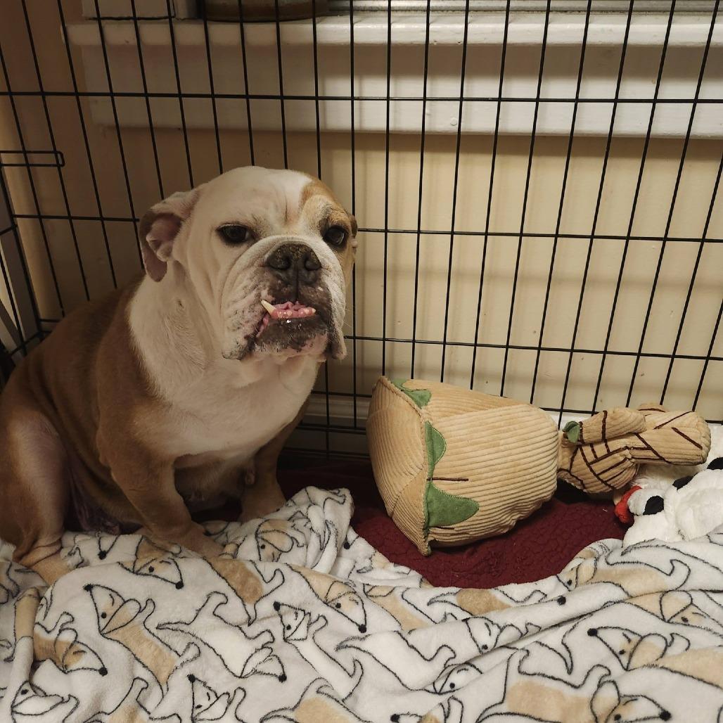 Enlarge Missy, a Adoptable English Bulldog in Huber Heights, OH image 3/6