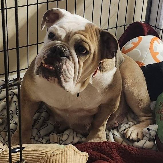 Enlarge Missy, a Adoptable English Bulldog in Huber Heights, OH image 4/6