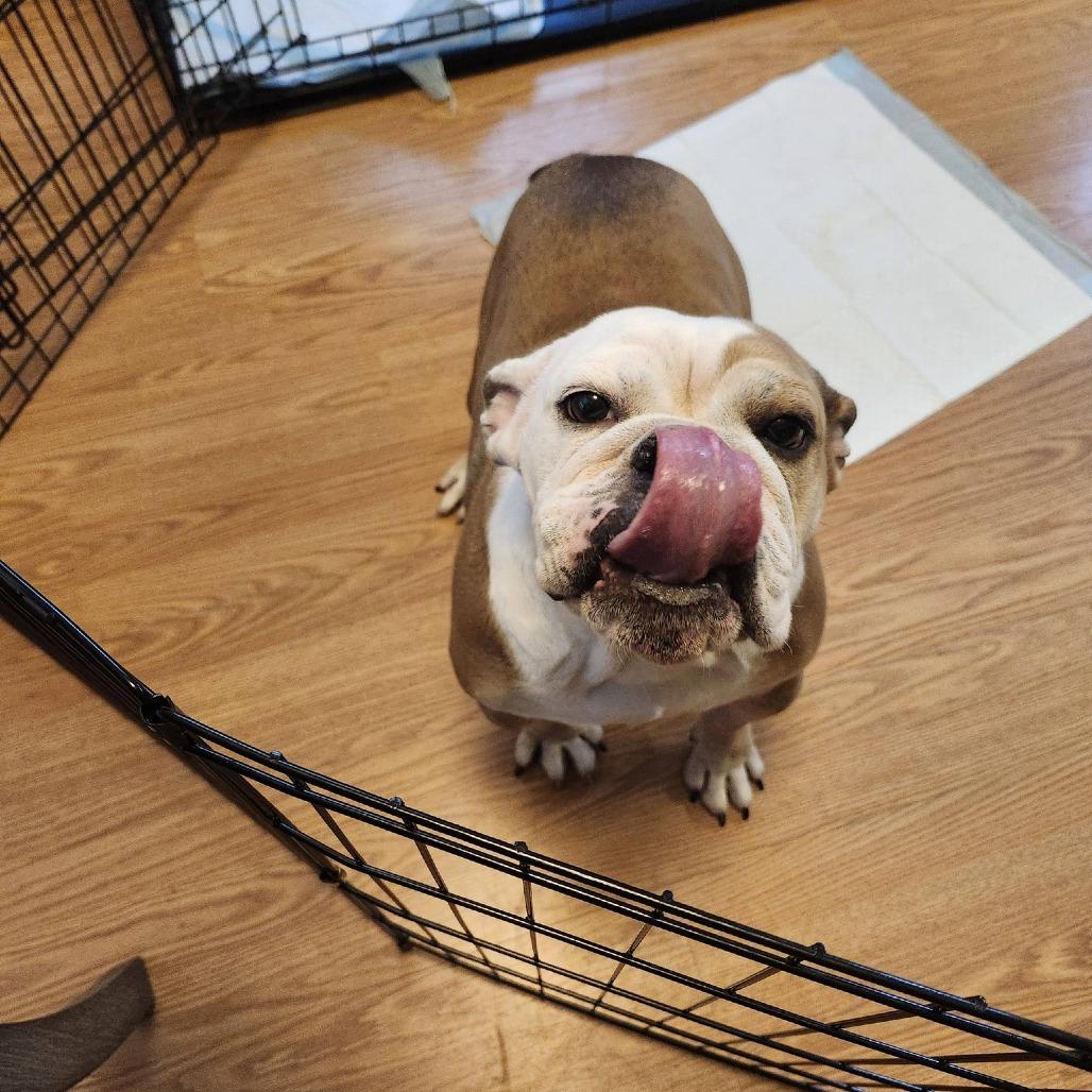 Enlarge Missy, a Adoptable English Bulldog in Huber Heights, OH image 5/6
