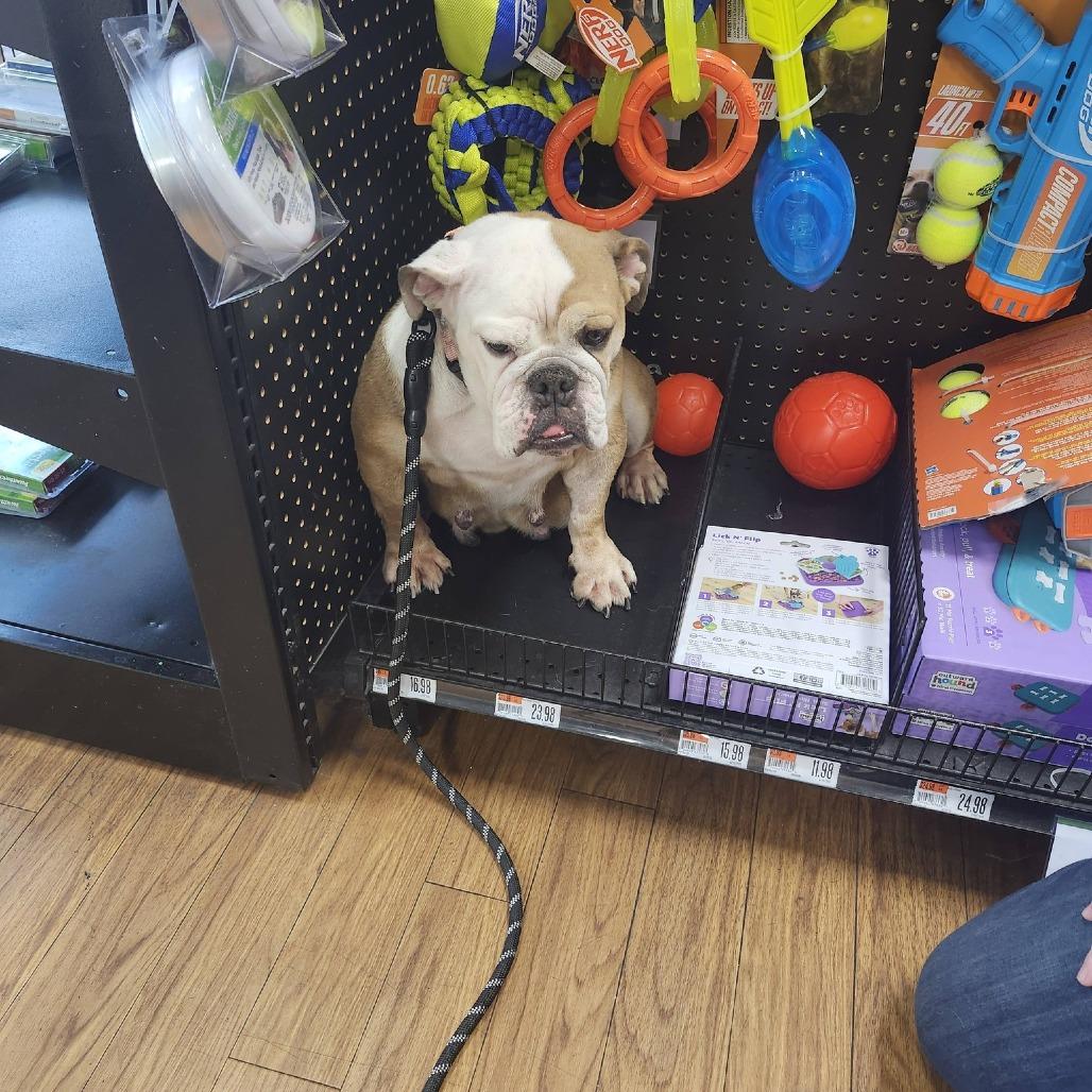 Enlarge Missy, a Adoptable English Bulldog in Huber Heights, OH image 6/6