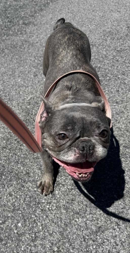 Oceania, Adoptable, Adult Female French Bulldog.