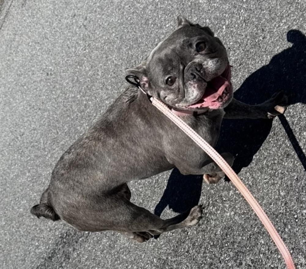 Oceania, a Adoptable French Bulldog in Cheektowaga, NY image 2/2