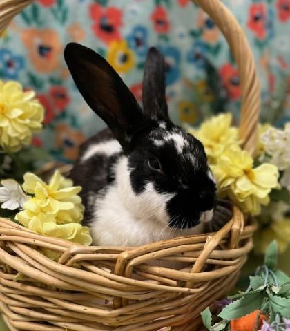 Cotterpin, Adoptable, Adult Male American.