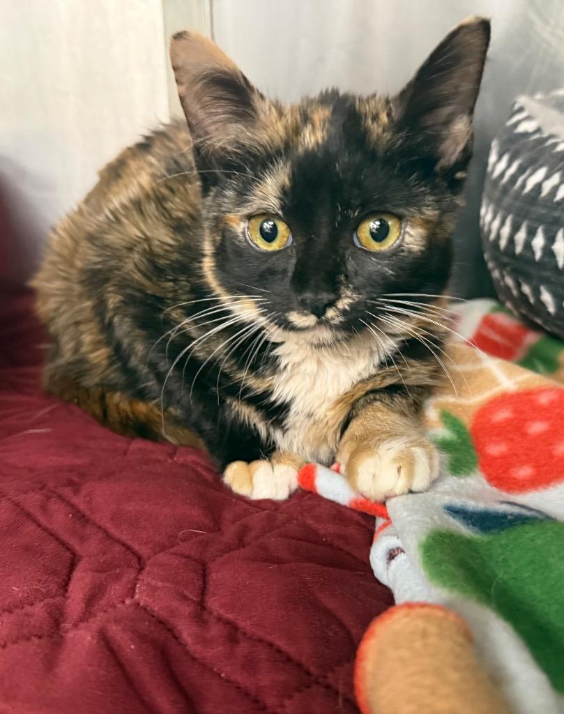 Enlarge Coral, a Adoptable mixed breed in La Porte, IN image 1/2