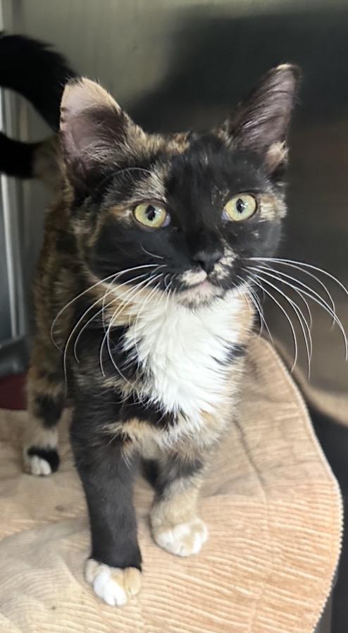 Enlarge Coral, a Adoptable mixed breed in La Porte, IN image 2/2