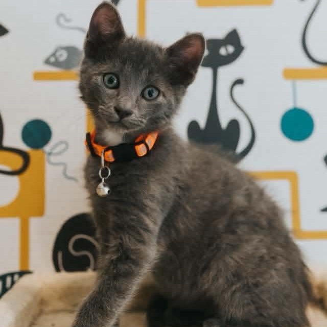 Enlarge Shiva, a Adoptable Domestic Short Hair in Kentwood, MI image 2/2