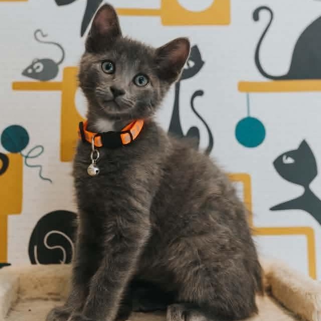 Shiva, Adoptable, Kitten Male Domestic Short Hair.