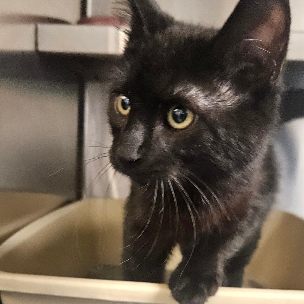 Enlarge Leo, a Adoptable Domestic Medium Hair in Independence, KS image 1/3