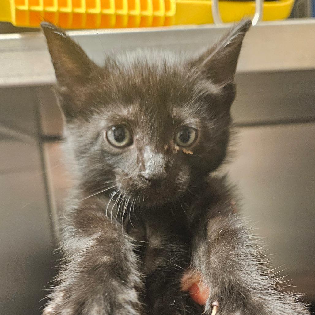 Enlarge Leo, a Adoptable Domestic Medium Hair in Independence, KS image 2/3