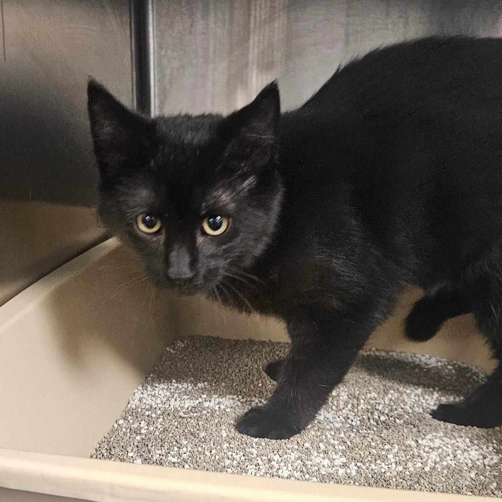 Enlarge Leo, a Adoptable Domestic Medium Hair in Independence, KS image 3/3