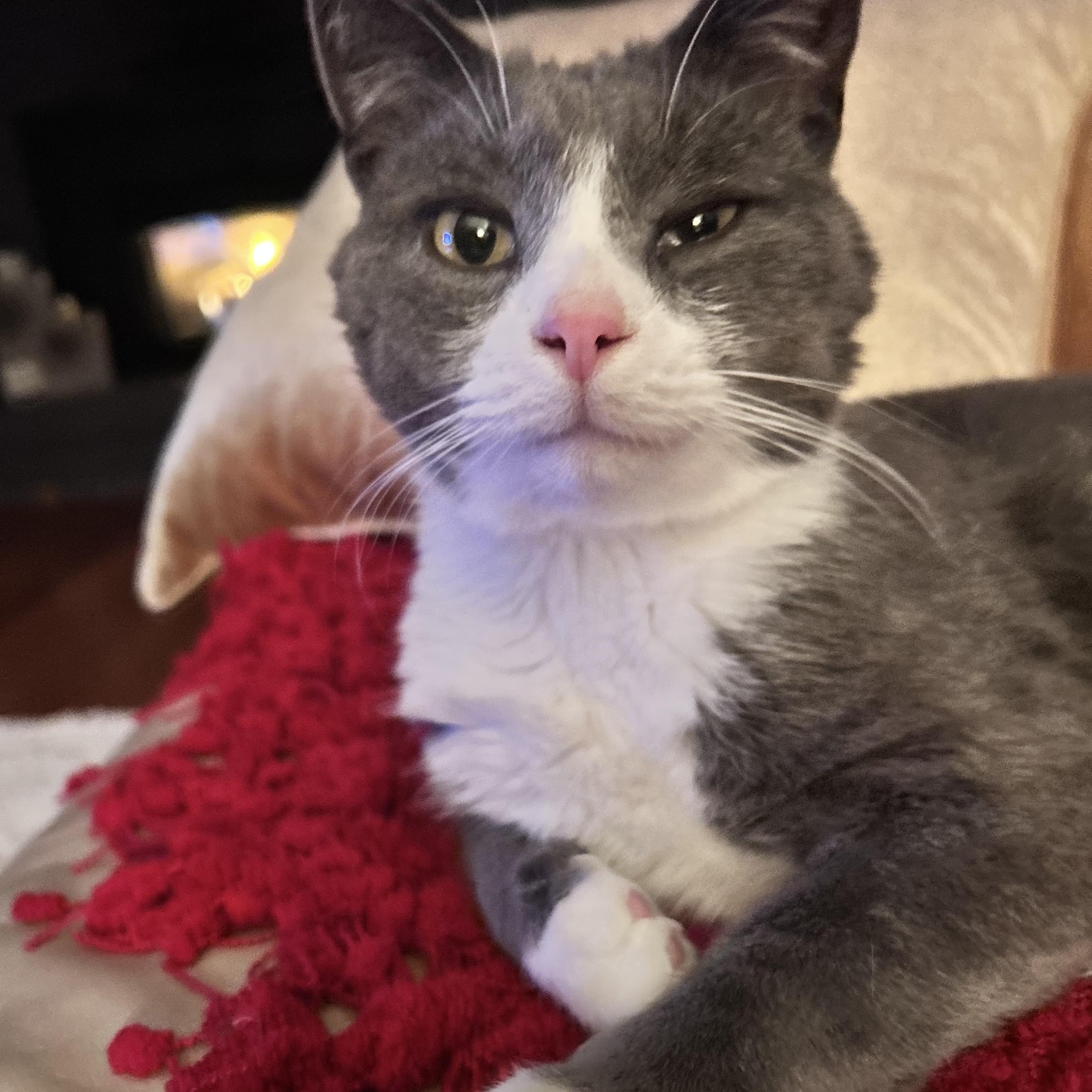 Pom Pom, ADOPTABLE, Adult Male Domestic Short Hair.