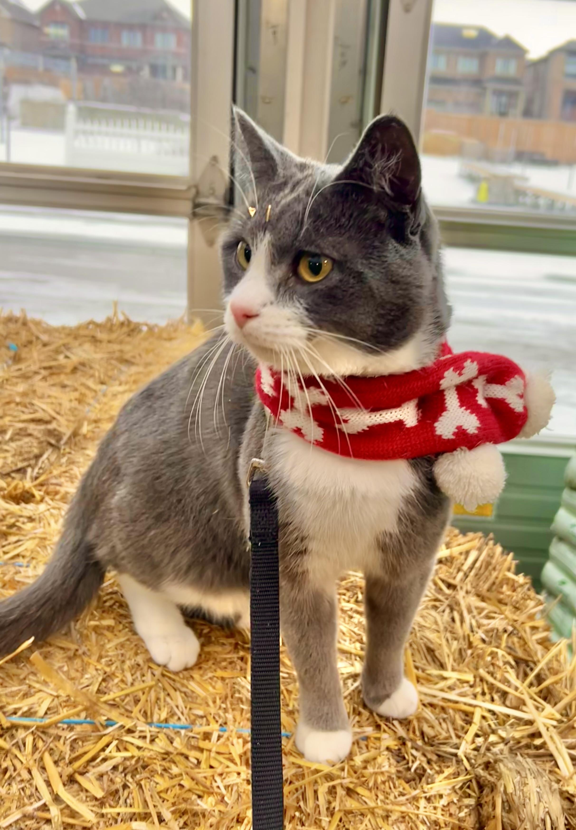 Enlarge Pom Pom, a ADOPTABLE mixed breed in Etobicoke, ON image 1/4