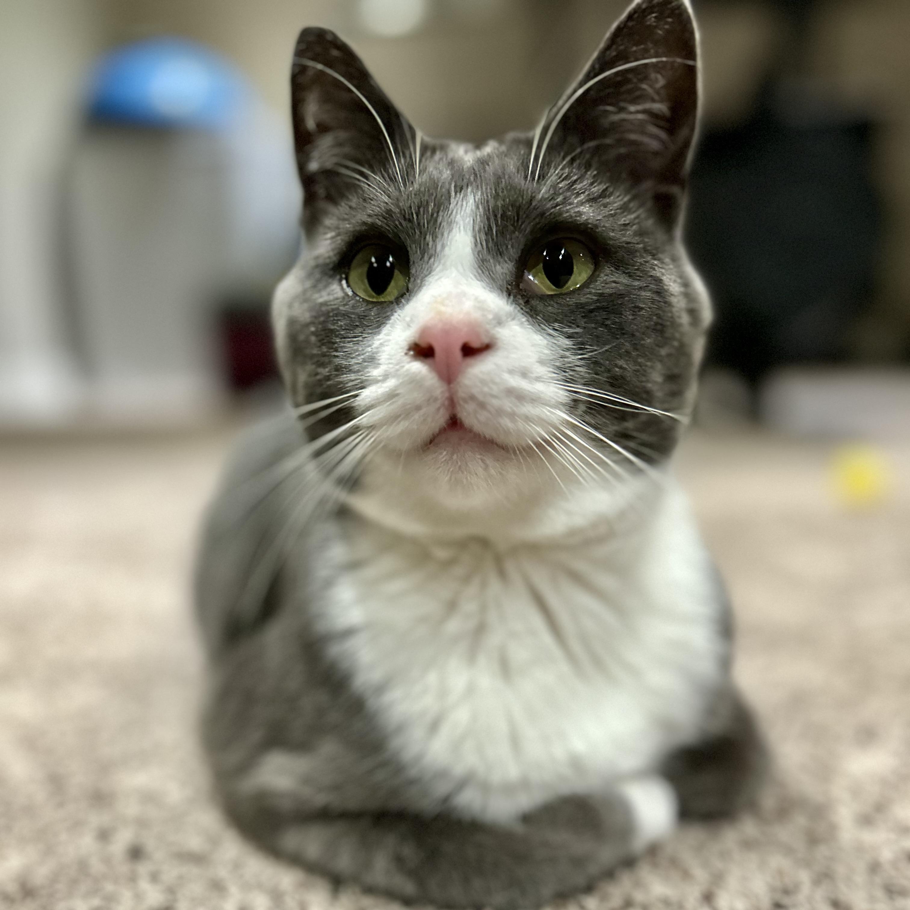 Pom Pom, ADOPTABLE, Adult Male Domestic Short Hair.