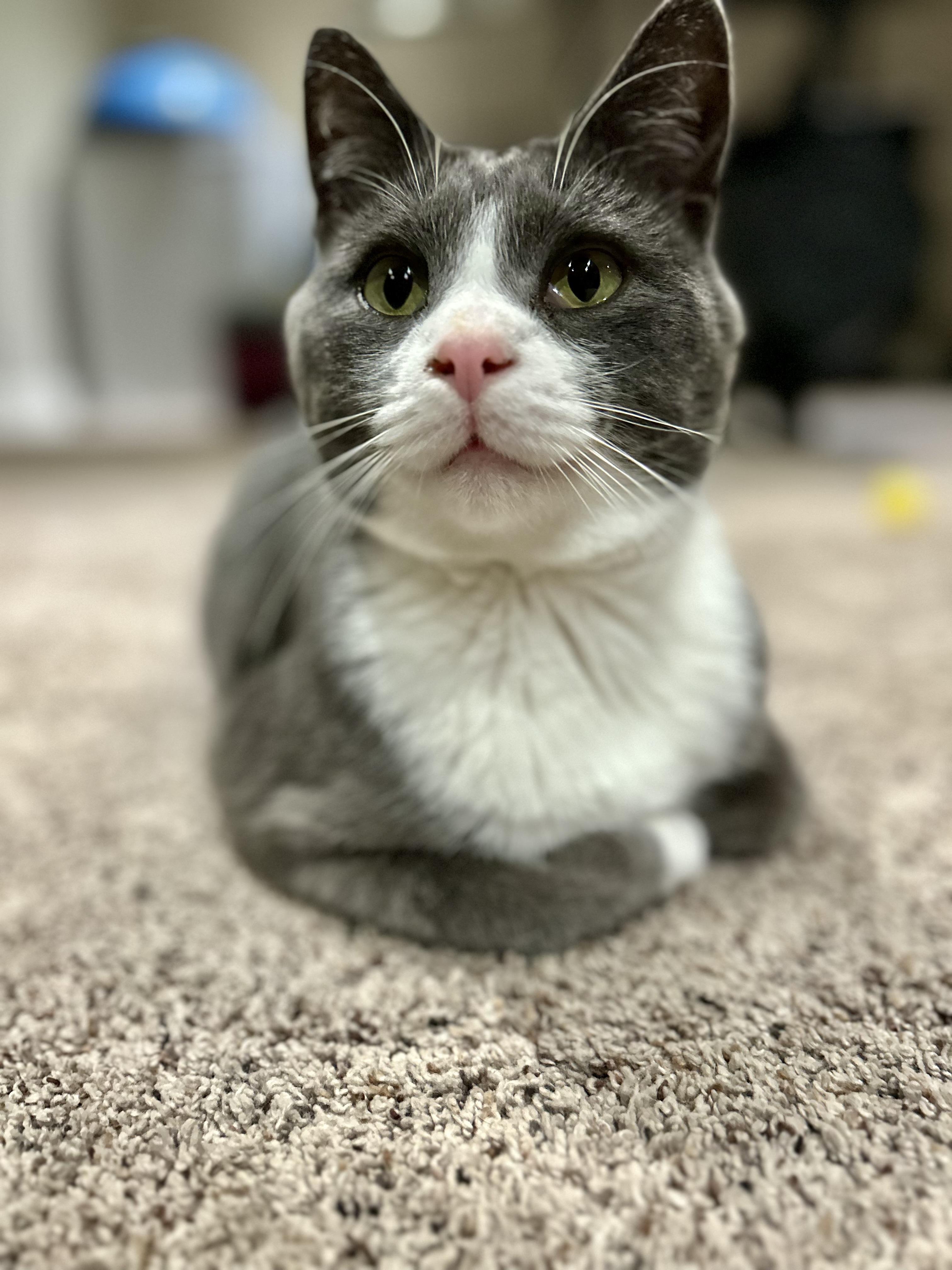 Enlarge Pom Pom, a ADOPTABLE mixed breed in Etobicoke, ON image 4/4