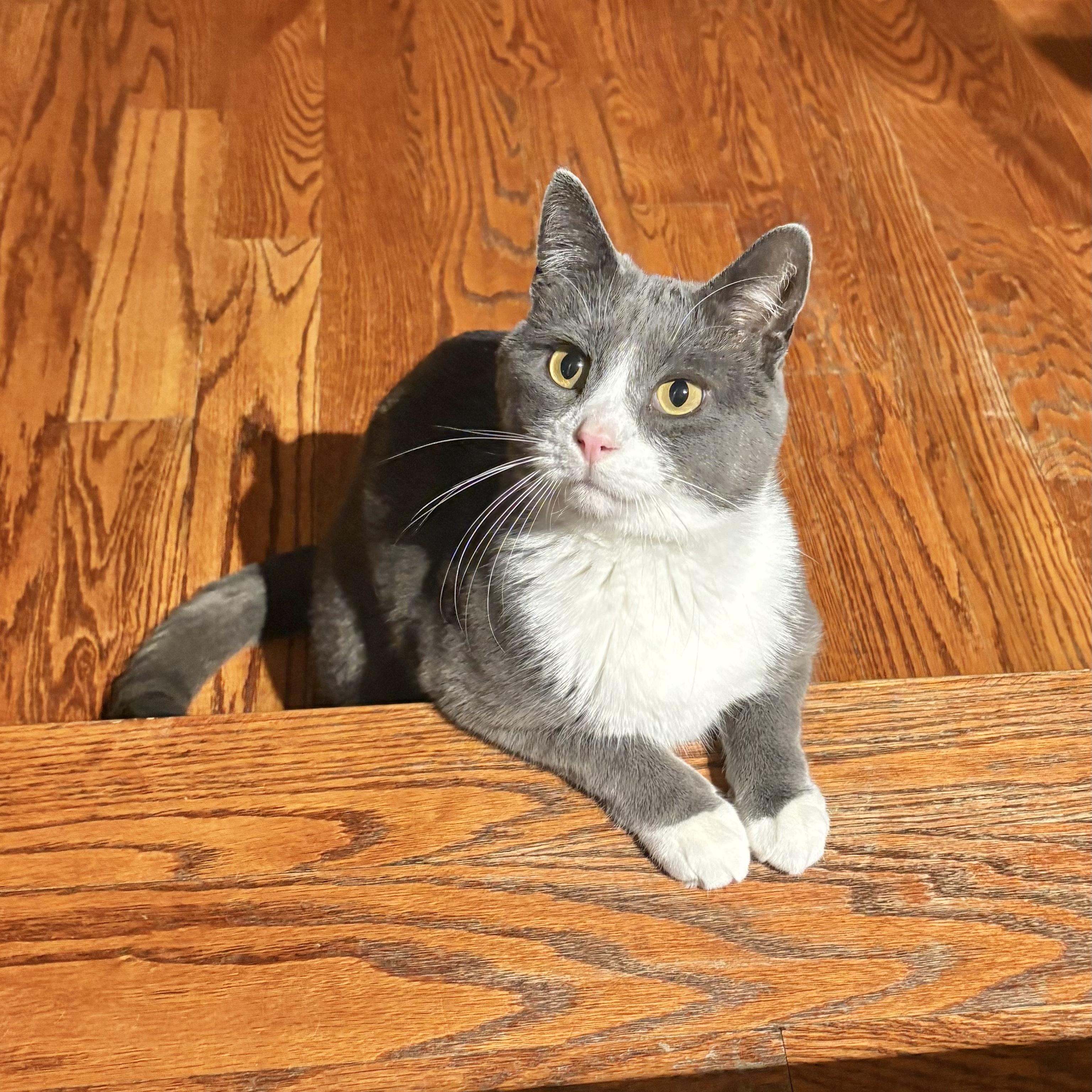 Enlarge Pom Pom, a ADOPTABLE mixed breed in Etobicoke, ON image 6/6