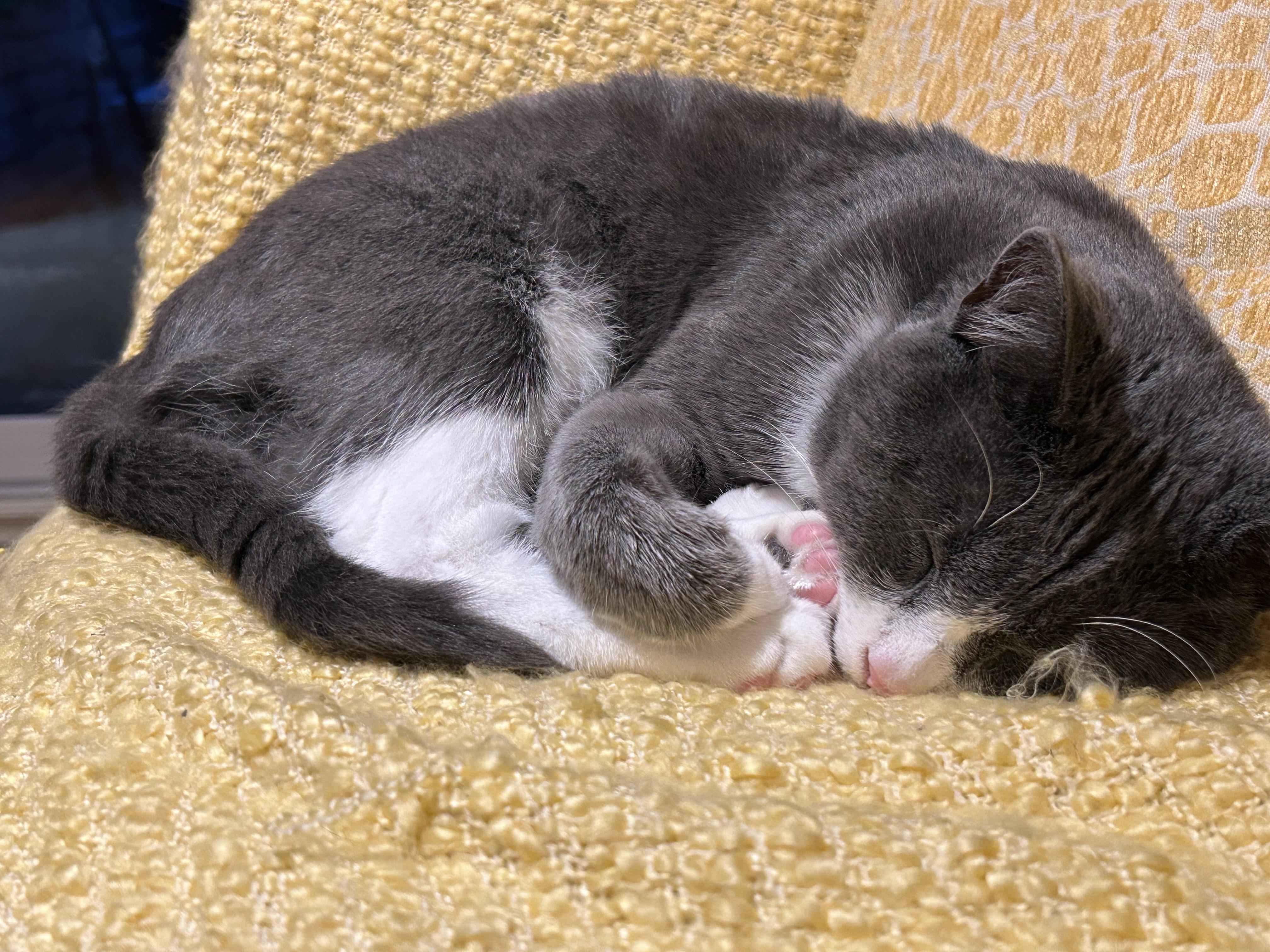 Enlarge Pom Pom, a ADOPTABLE mixed breed in Etobicoke, ON image 3/4