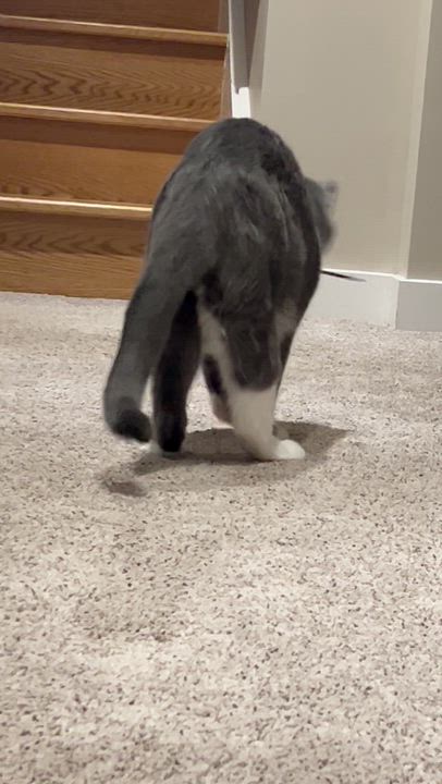 Enlarge Pom Pom, a ADOPTABLE mixed breed in Etobicoke, ON video 5/6