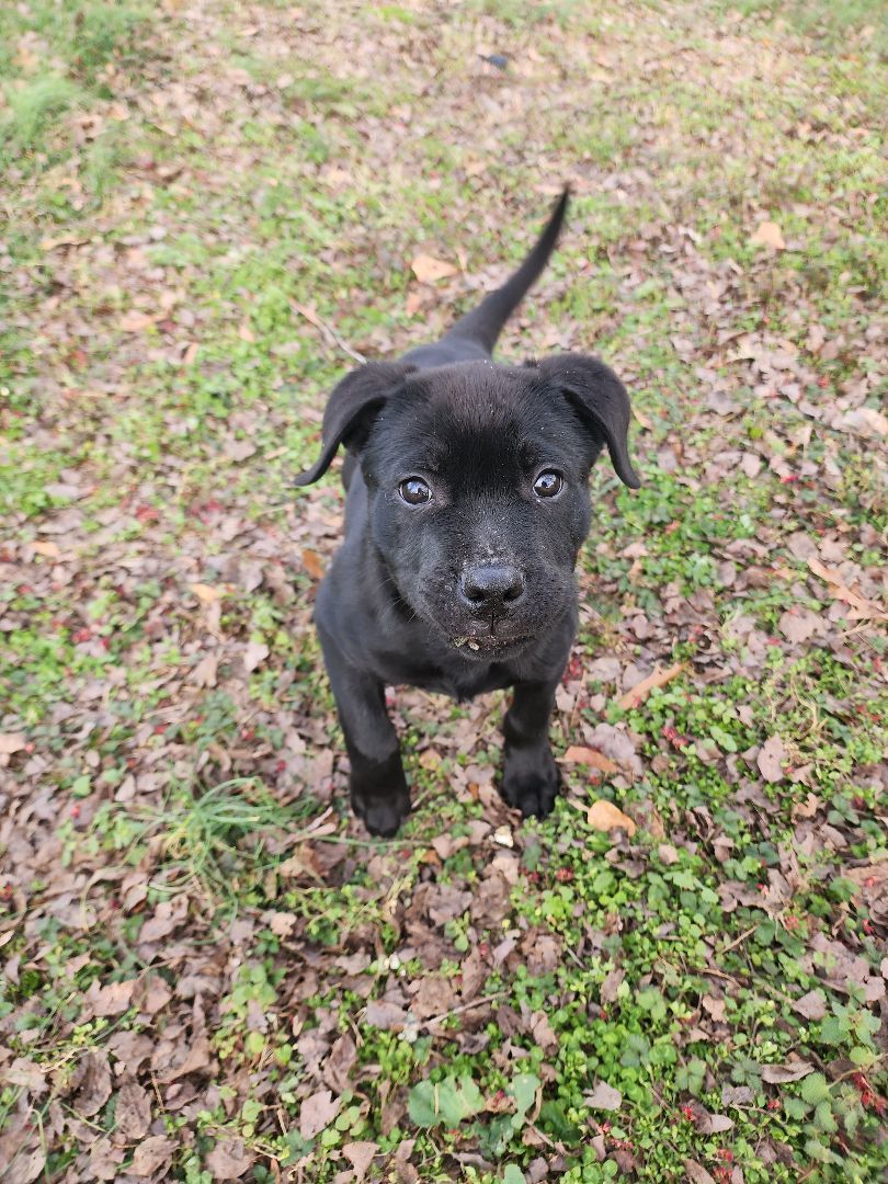 Dan, a Adopted mixed breed in Powder Springs, GA image 1/4