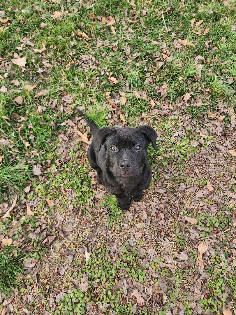 Dan, a Adopted mixed breed in Powder Springs, GA image 2/4