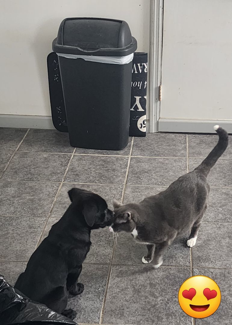 Dan, a Adopted mixed breed in Powder Springs, GA image 3/4