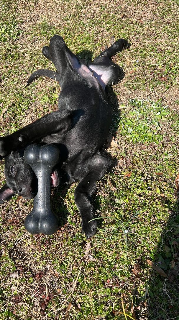 Dan, a Adopted mixed breed in Powder Springs, GA image 4/4