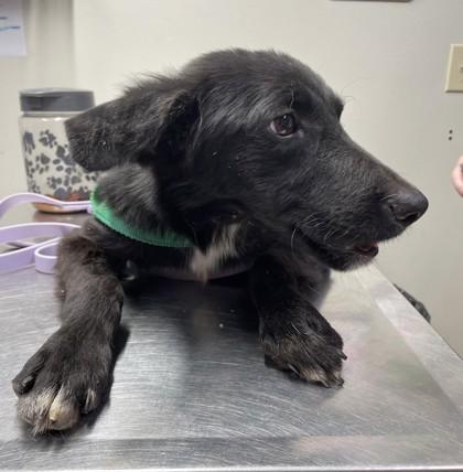 Wylie, a Adoptable mixed breed in Covington, LA image 2/3