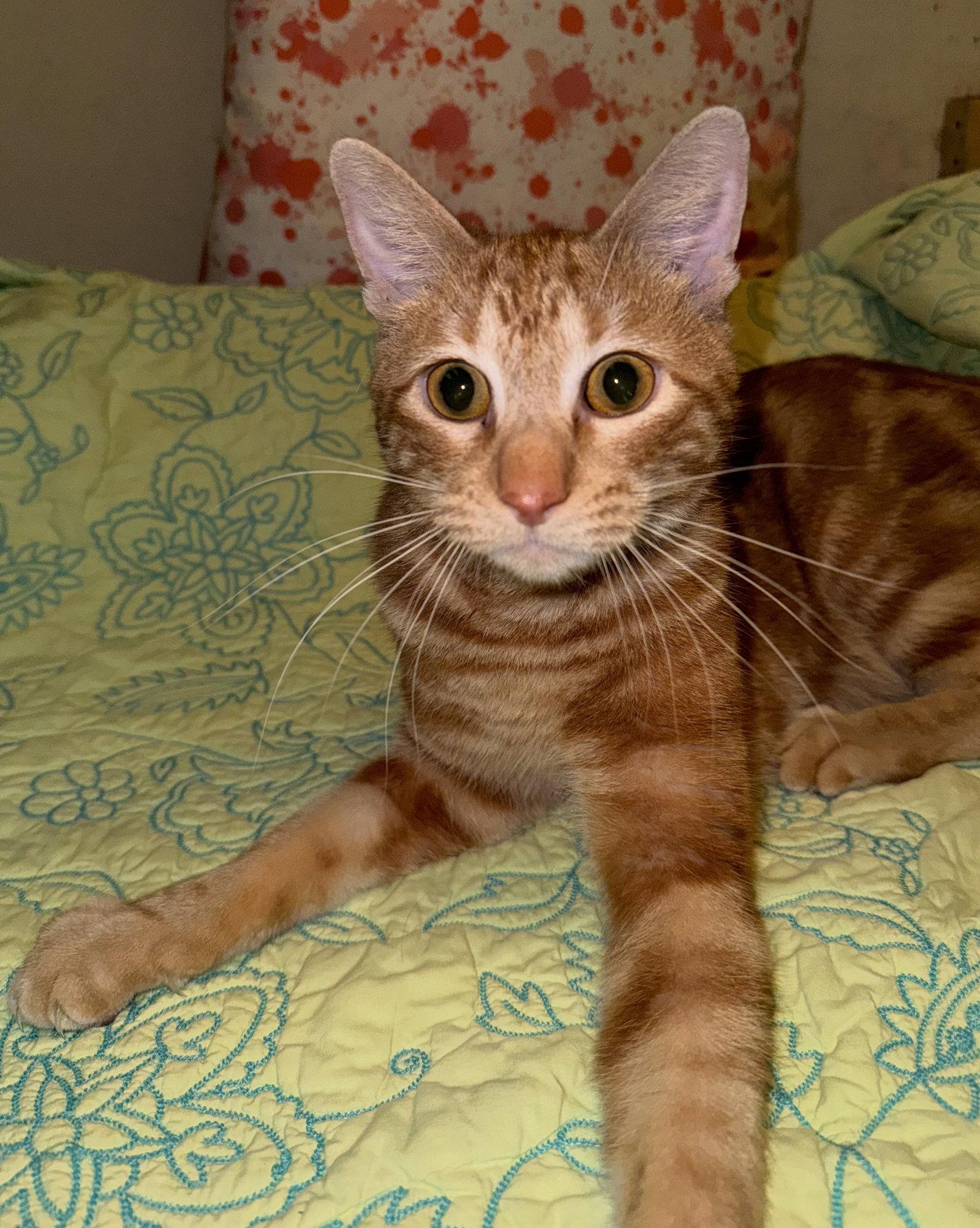 Chuck, Adoptable, Young Male Domestic Short Hair.