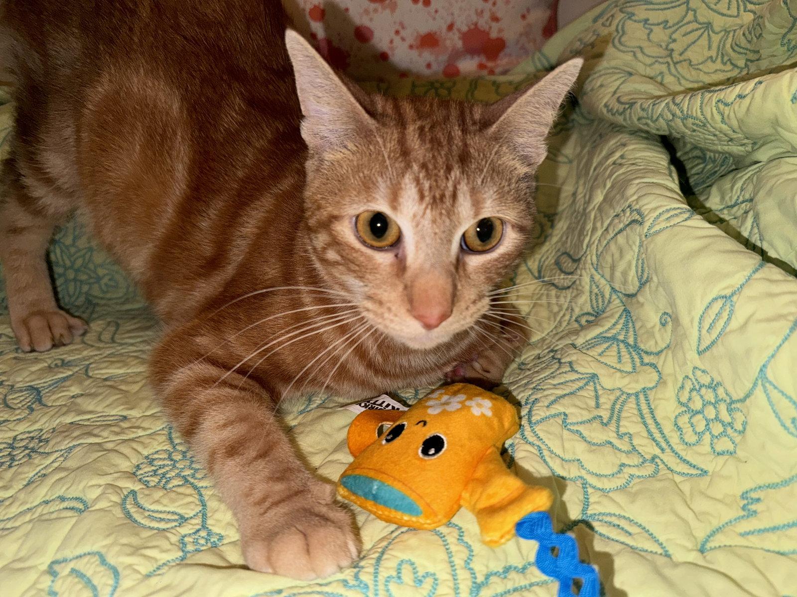 Chuck, a Adoptable Domestic Short Hair in Houston, TX image 2/3