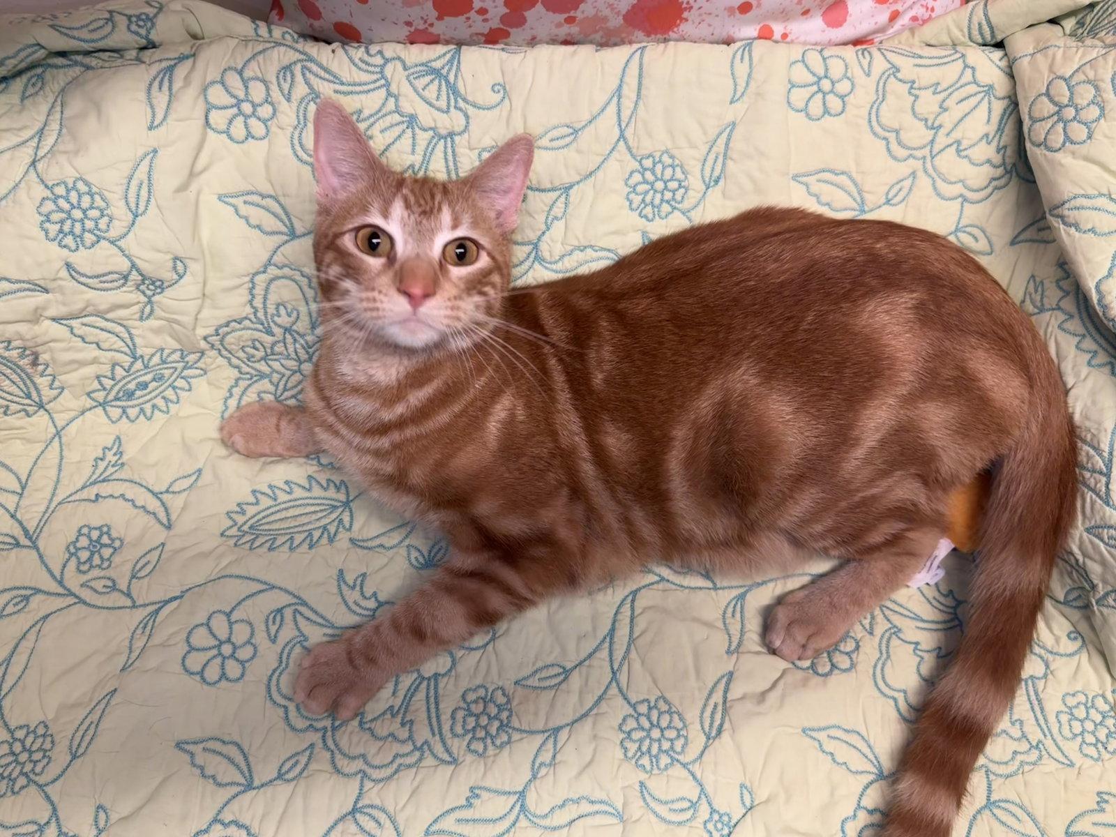 Chuck, a Adoptable Domestic Short Hair in Houston, TX image 3/3