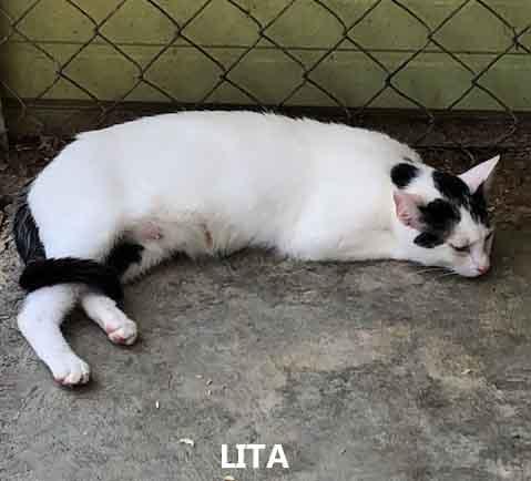 Lita, a ADOPTABLE Domestic Short Hair in Washington, GA image 2/2