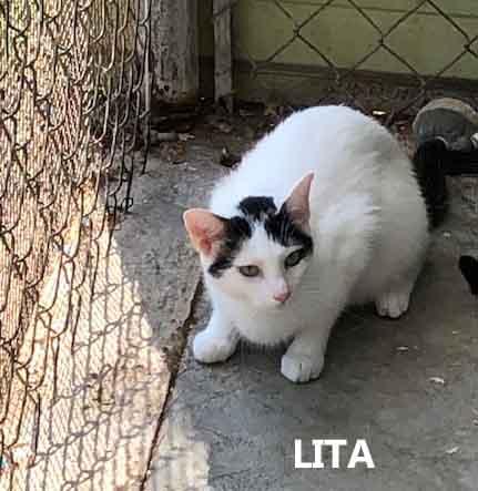 Lita, ADOPTABLE, Young Female Domestic Short Hair.