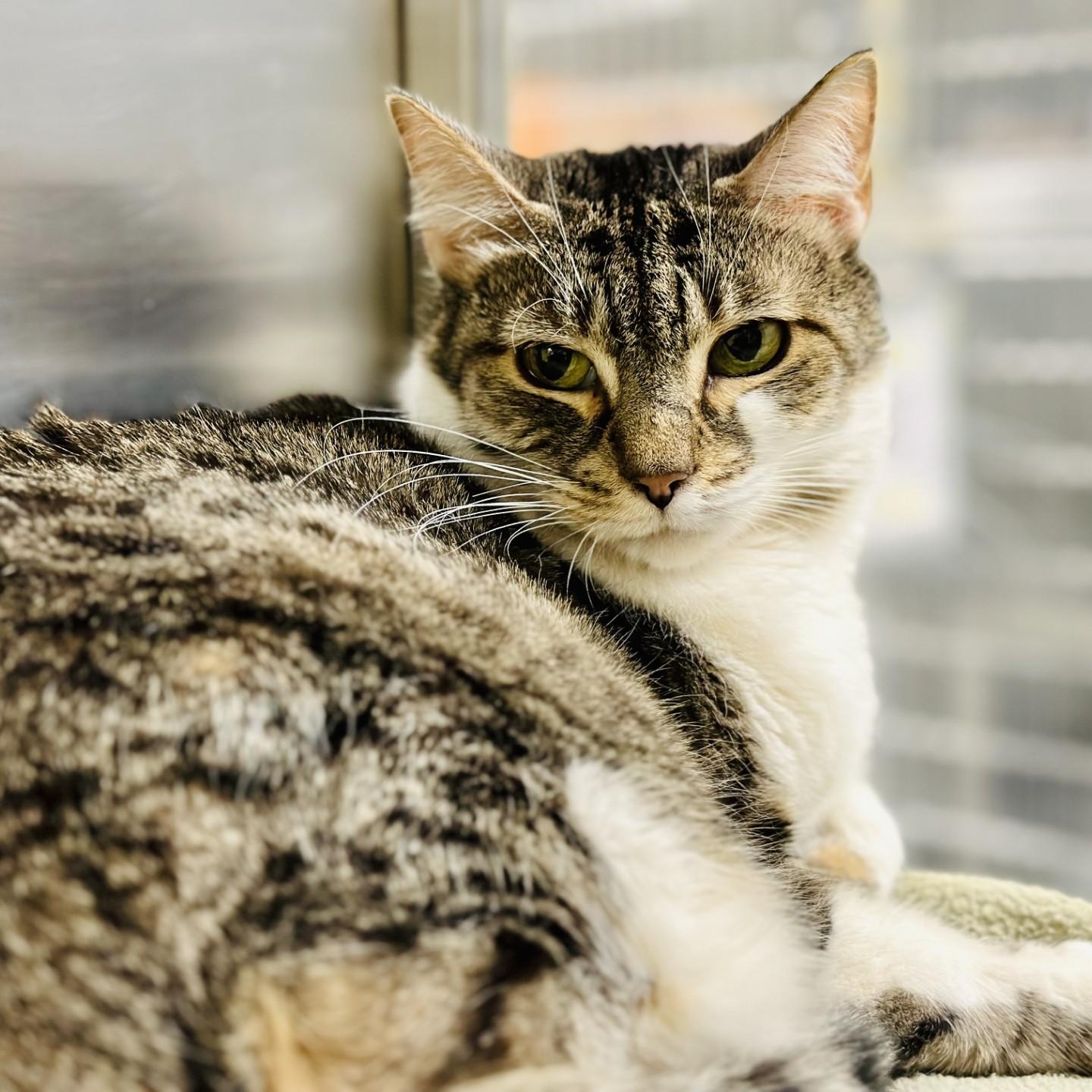 Louise , a ADOPTABLE Domestic Short Hair in Jackson, NJ image 2/3