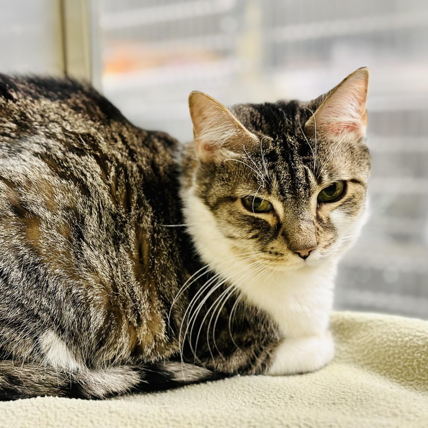 Louise , a ADOPTABLE Domestic Short Hair in Jackson, NJ image 3/3