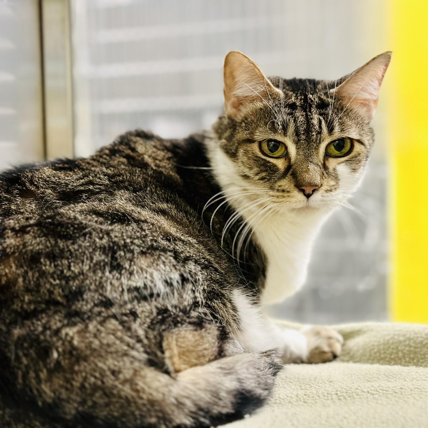 Louise , ADOPTABLE, Adult Female Domestic Short Hair.