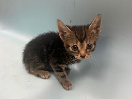 Enlarge Olivia, a Adoptable mixed breed in Woodbury, MN image 1/1