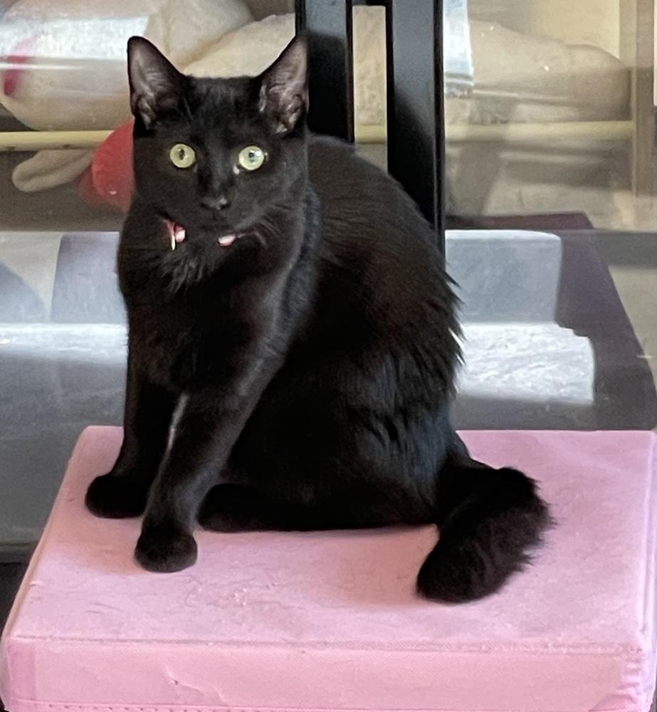 Enlarge Raisin (kitten - best with a friend), a Adoptable Domestic Short Hair in Cary, NC image 1/2