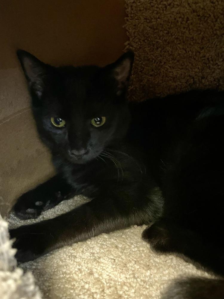 Enlarge Raisin (kitten - best with a friend), a Adoptable Domestic Short Hair in Cary, NC image 2/2