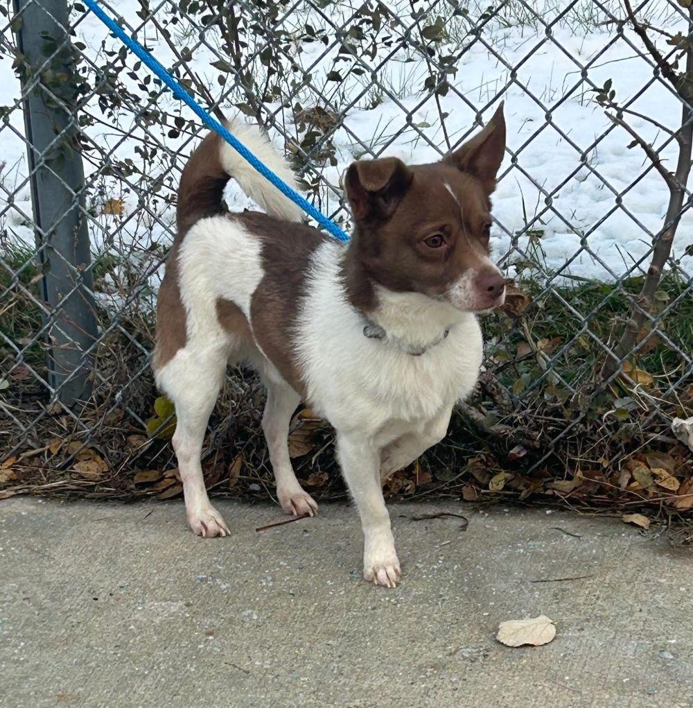 Rocky, Adoptable, Adult Male Chihuahua & Pomeranian.