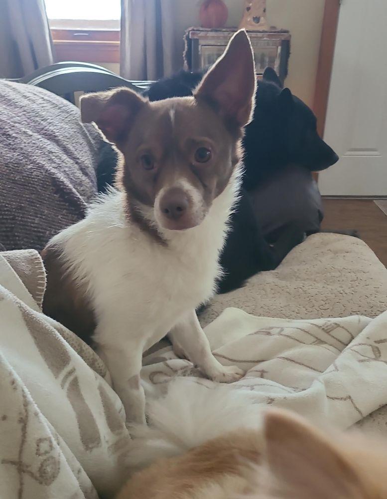 Rocky, a Adoptable mixed breed in Barrington, IL image 2/6