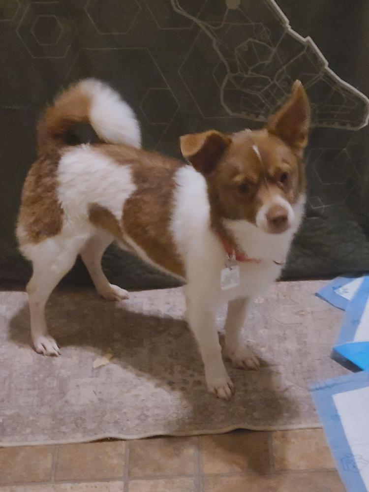 Rocky, a Adoptable mixed breed in Barrington, IL image 3/6