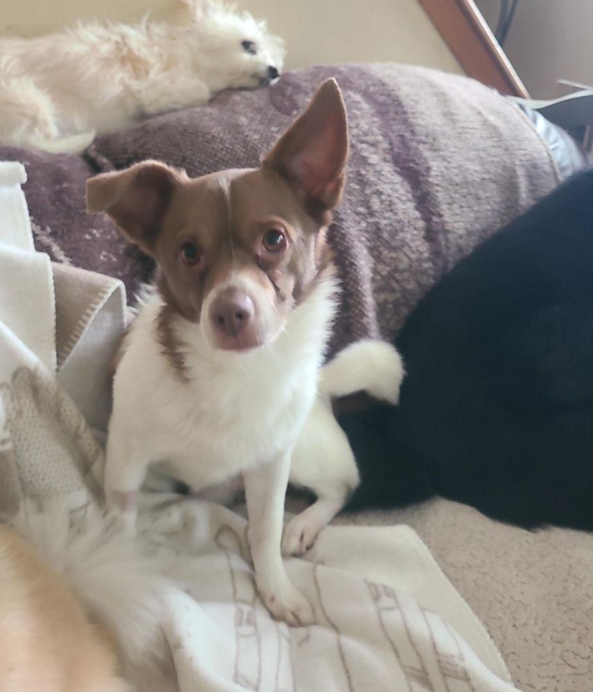 Rocky, a Adoptable mixed breed in Barrington, IL image 4/6