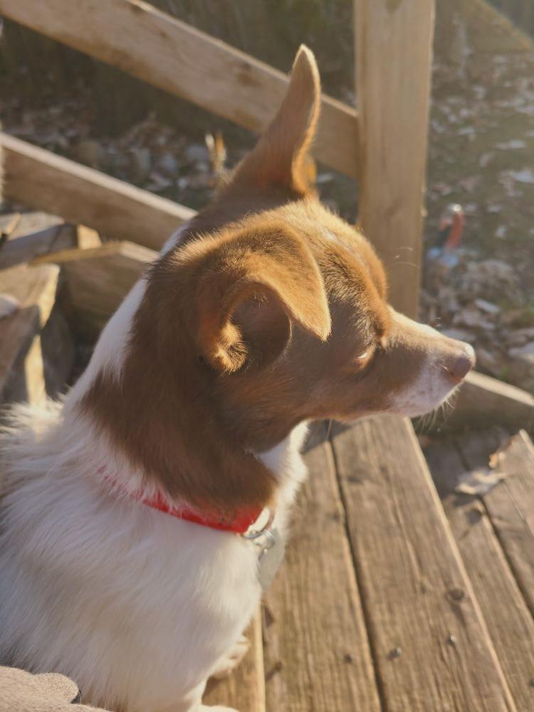 Rocky, a Adoptable mixed breed in Barrington, IL image 6/6