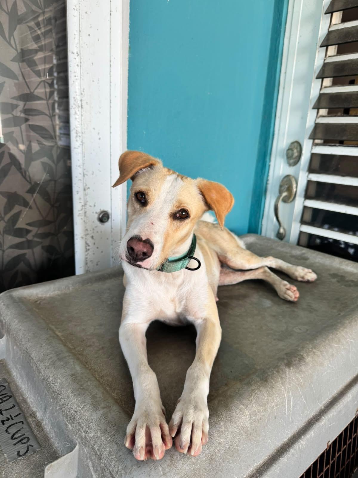 Enlarge Eva, a ADOPTABLE mixed breed in Loiza, PR image 1/2